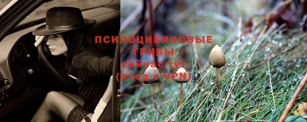 гашик Алексин